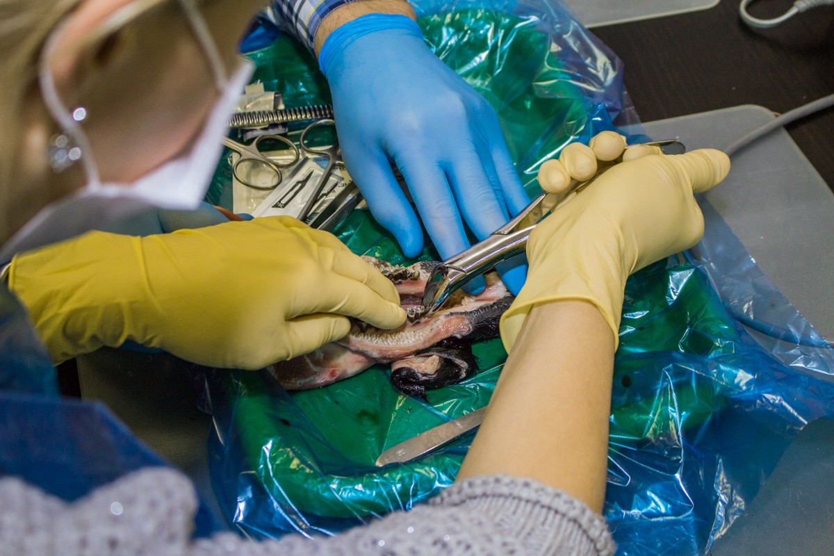 21 ноября 2019: курс Камиля Наильевича Хабиева «Атравматичное удаление зубов и методики наложения швов».