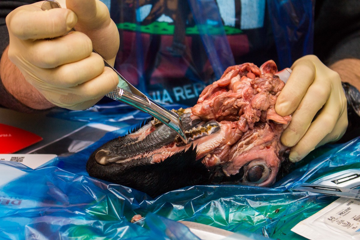 21 ноября 2019: курс Камиля Наильевича Хабиева «Атравматичное удаление зубов и методики наложения швов».