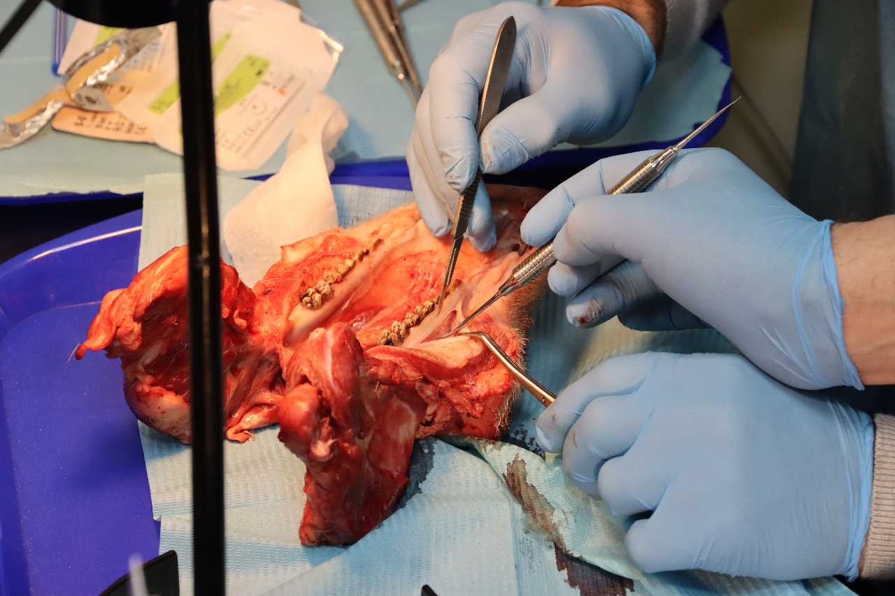 Продвинутый курс по пластике мягких тканей