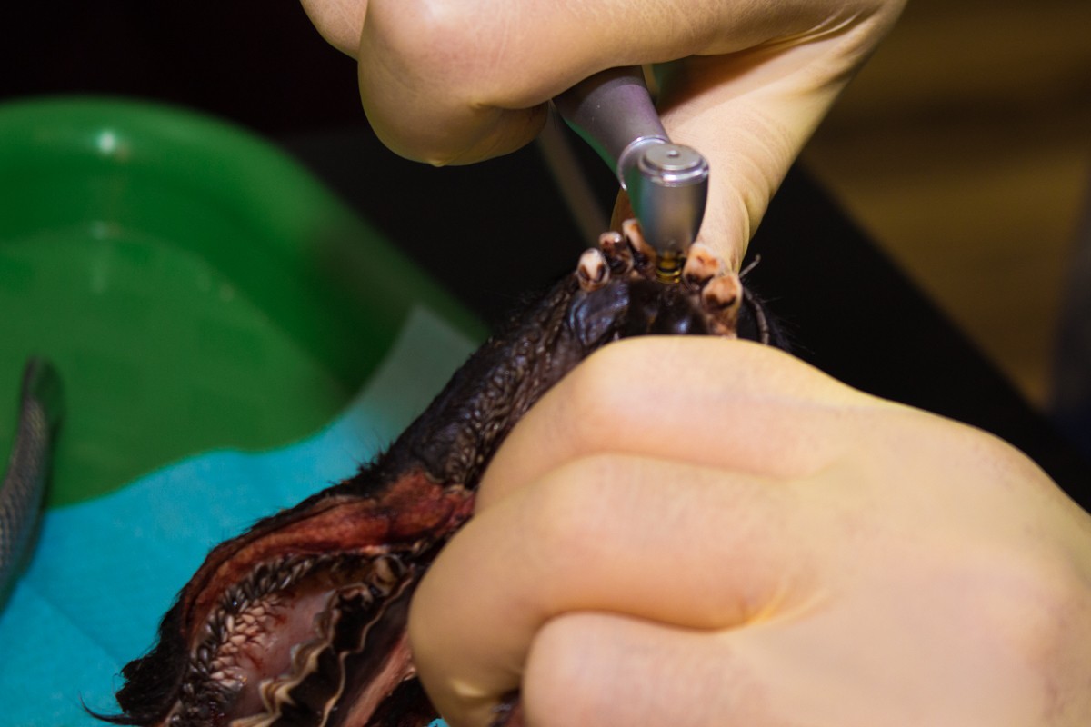 Одномоментная имплантация и немедленная нагрузка. 3 февраля 2020