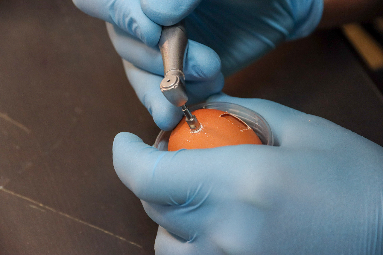 Продвинутый курс по имплантации. Костная пластика и синус-лифтинг