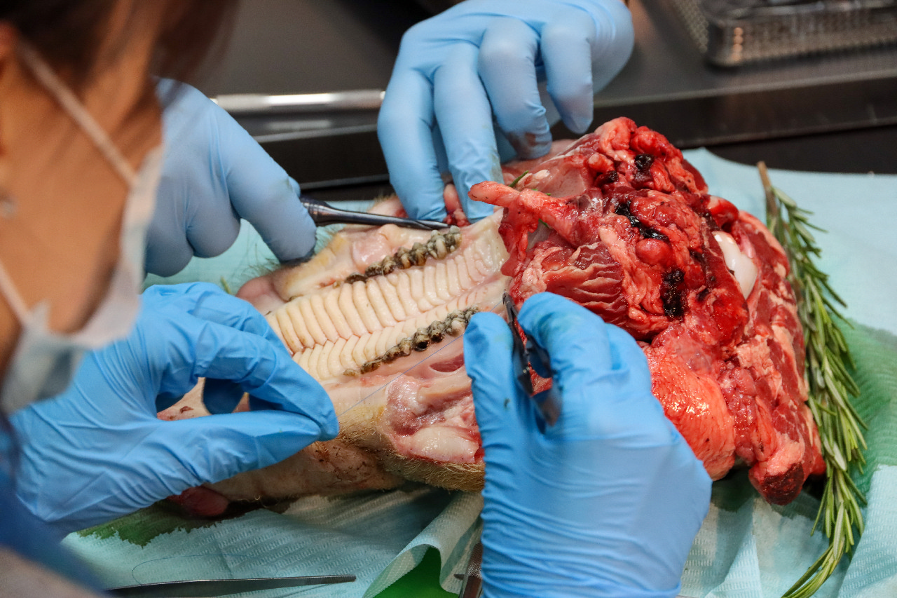 Пластика мягких тканей вокруг имплантатов. Морфологический подход. Пост-релиз 15-16 сентября