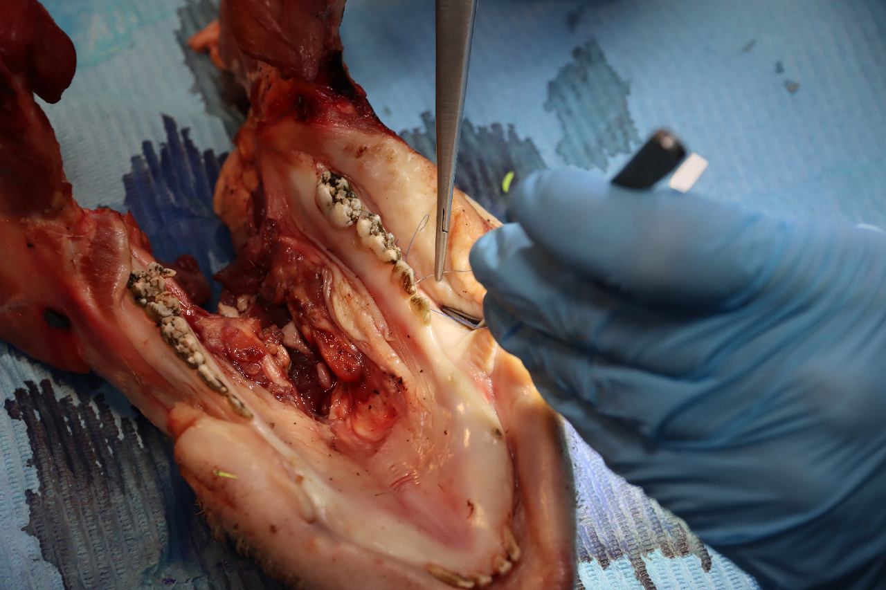 Продвинутый курс по пластике мягких тканей