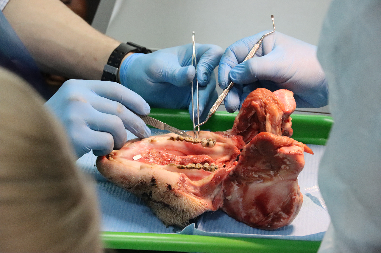 Дентальная имплантация с одновременной пластикой мягких тканей в сложных клинических случаях