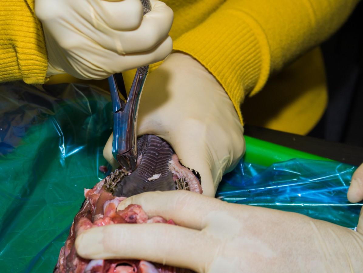 21 ноября 2019: курс Камиля Наильевича Хабиева «Атравматичное удаление зубов и методики наложения швов».