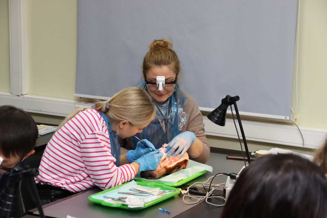 Пластика мягких тканей вокруг имплантатов. Морфологический подход