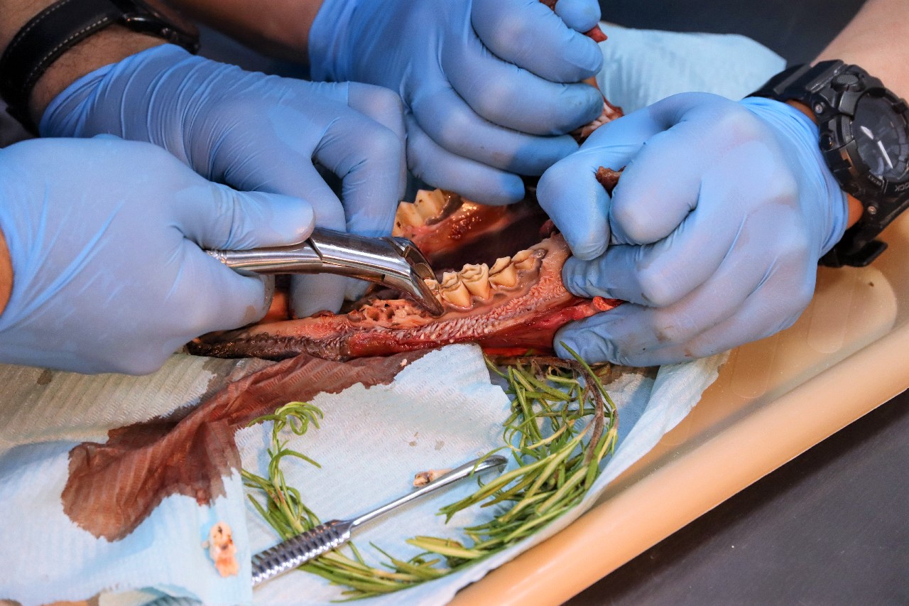 Одномоментная имплантация и немедленная нагрузка