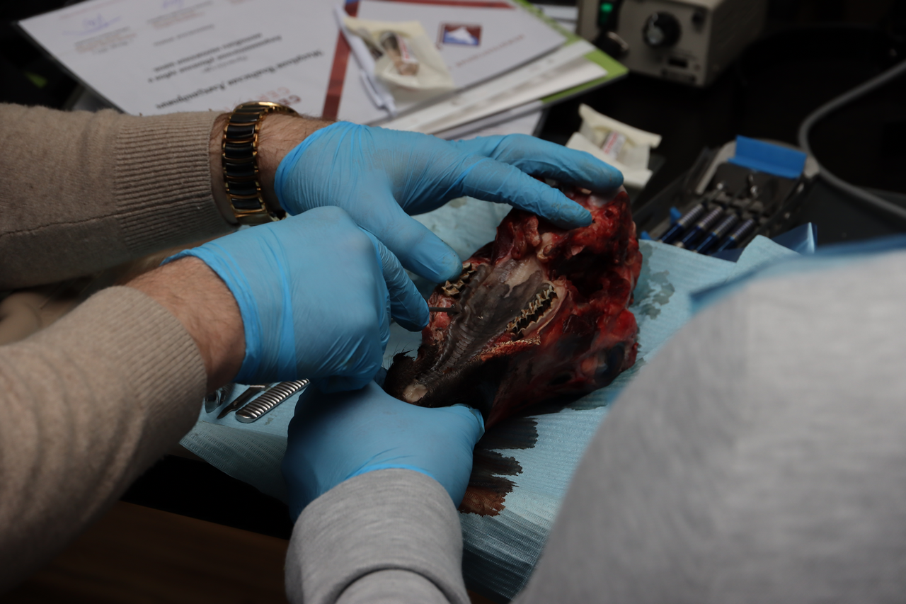 Атравматичное удаление зубов и методики наложения швов 26.01.22