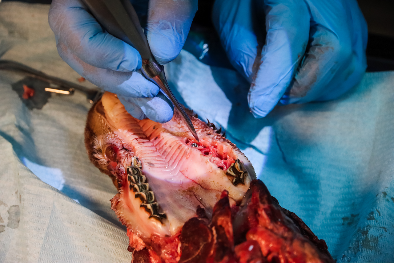 Виталий Панцулая: одномоментная имплантация и немедленная нагрузка