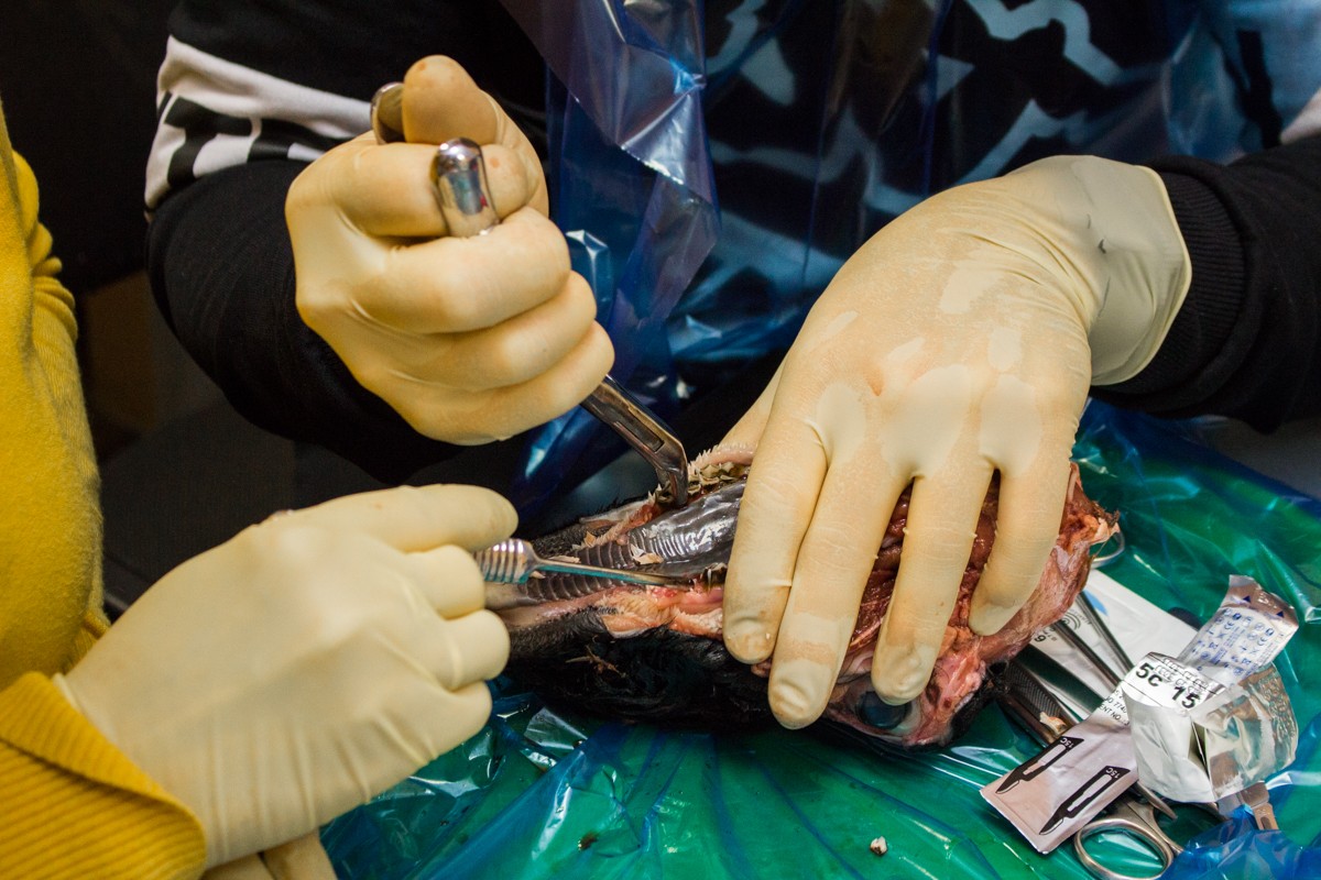 21 ноября 2019: курс Камиля Наильевича Хабиева «Атравматичное удаление зубов и методики наложения швов».