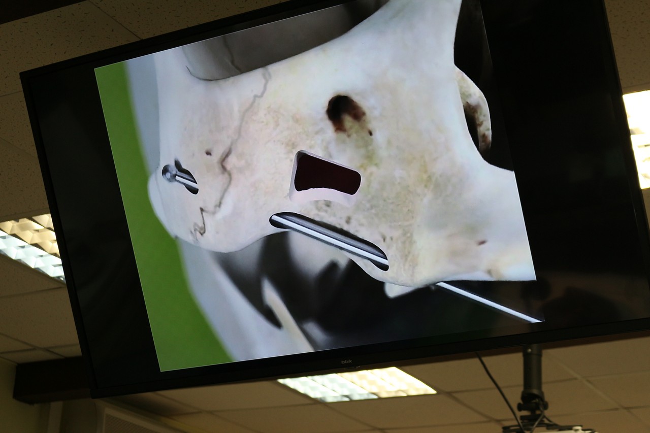 Пост-релиз. Кадавер-курс 1 марта