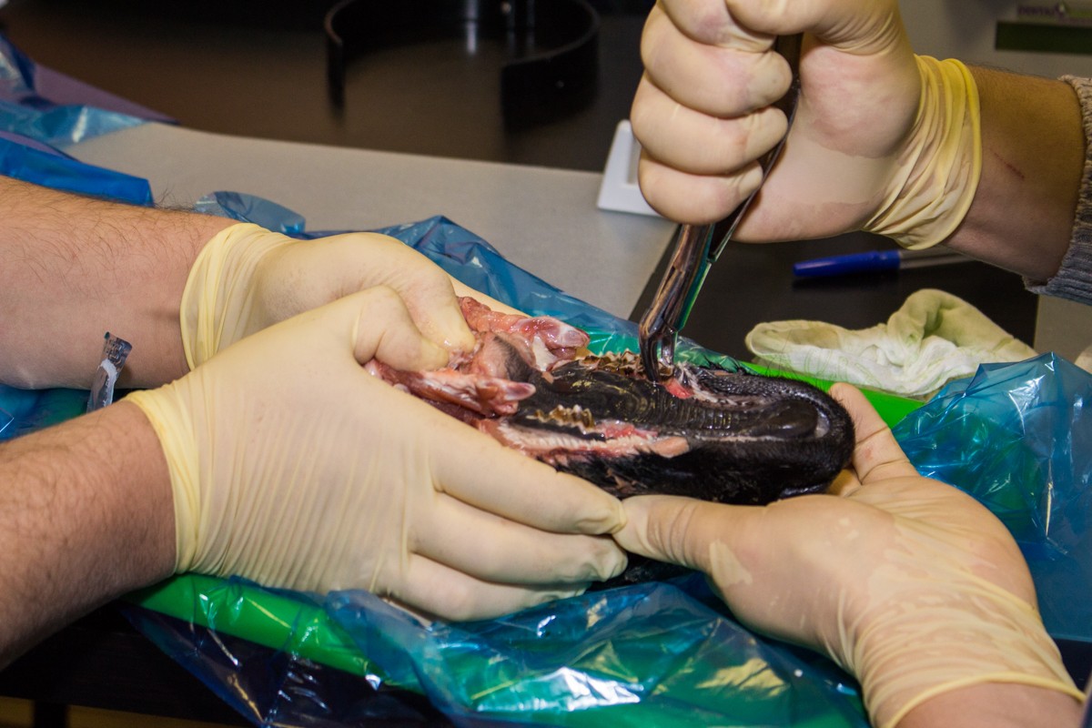 21 ноября 2019: курс Камиля Наильевича Хабиева «Атравматичное удаление зубов и методики наложения швов».