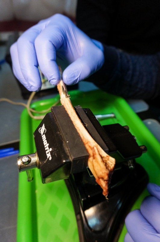 Базовый курс по имплантации в Москве