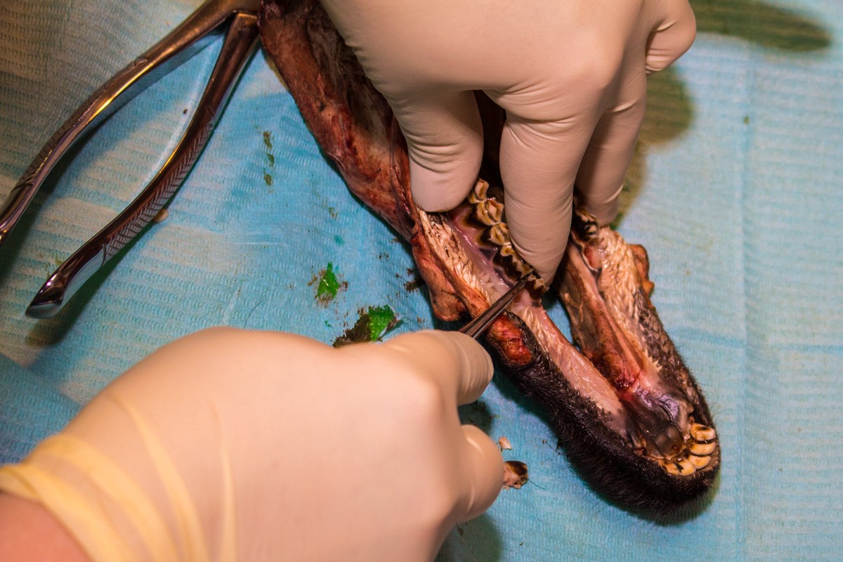 Одномоментная имплантация и немедленная нагрузка. 3 февраля 2020