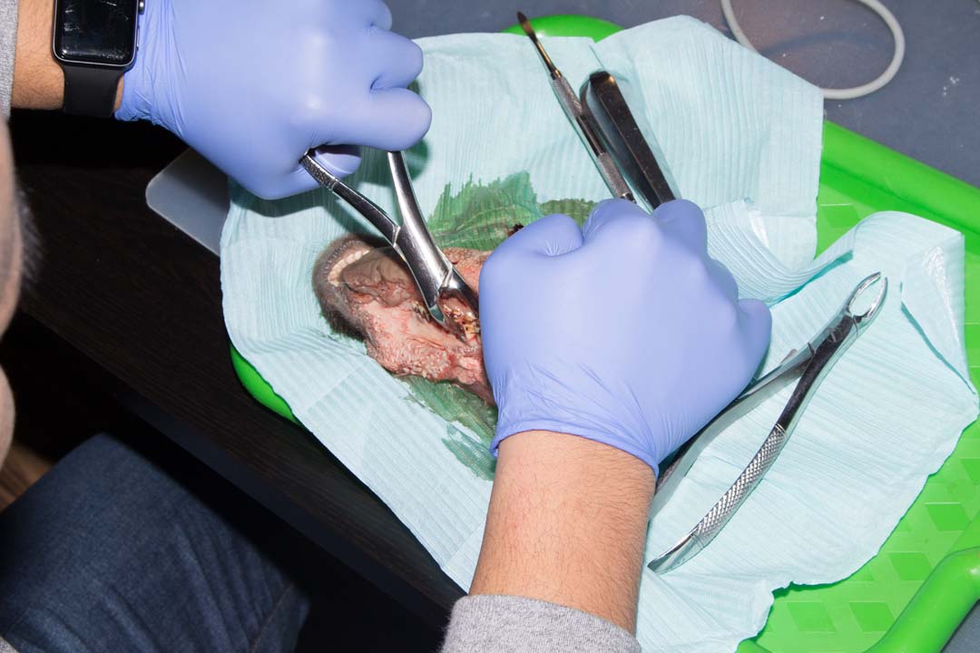 Как спасти имплантат? Стратегия и тактика в лечении периимплантита. Этиопатогенетическая и прогностическая концепции