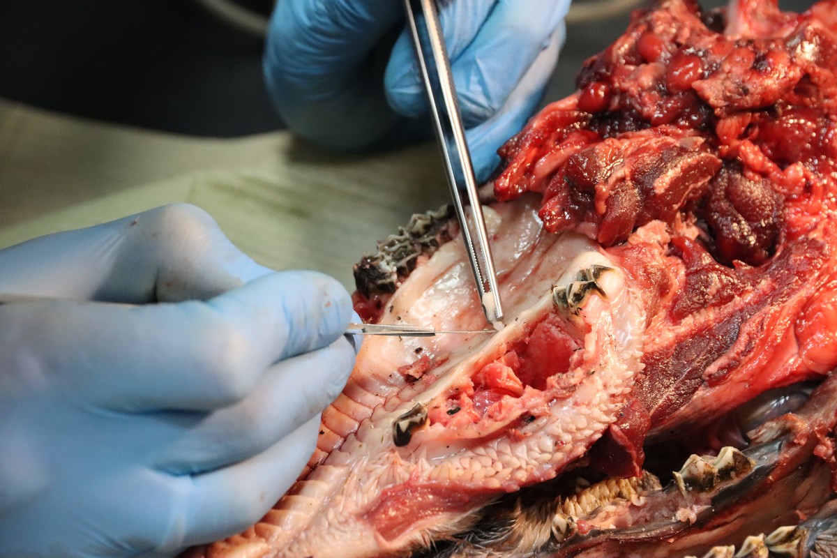 Одномоментная имплантация и немедленная нагрузка