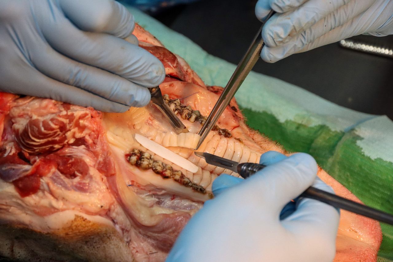 Пластика мягких тканей вокруг имплантатов. Морфологический подход. Пост-релиз 15-16 сентября