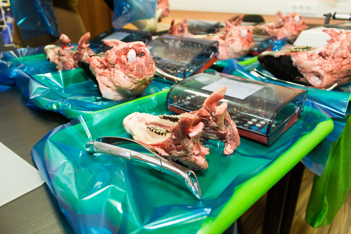 Одномоментная имплантация и немедленная нагрузка