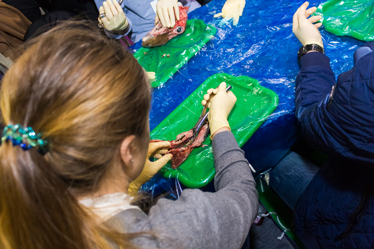 Дентал Экспо 2019