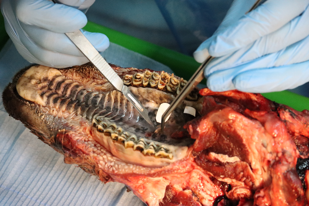 Дентальная имплантация с одновременной пластикой мягких тканей в сложных клинических случаях