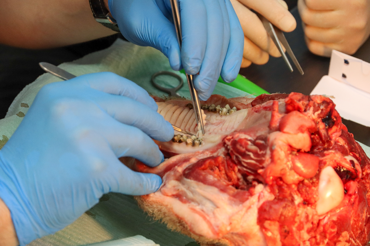 Пластика мягких тканей вокруг имплантатов. Морфологический подход