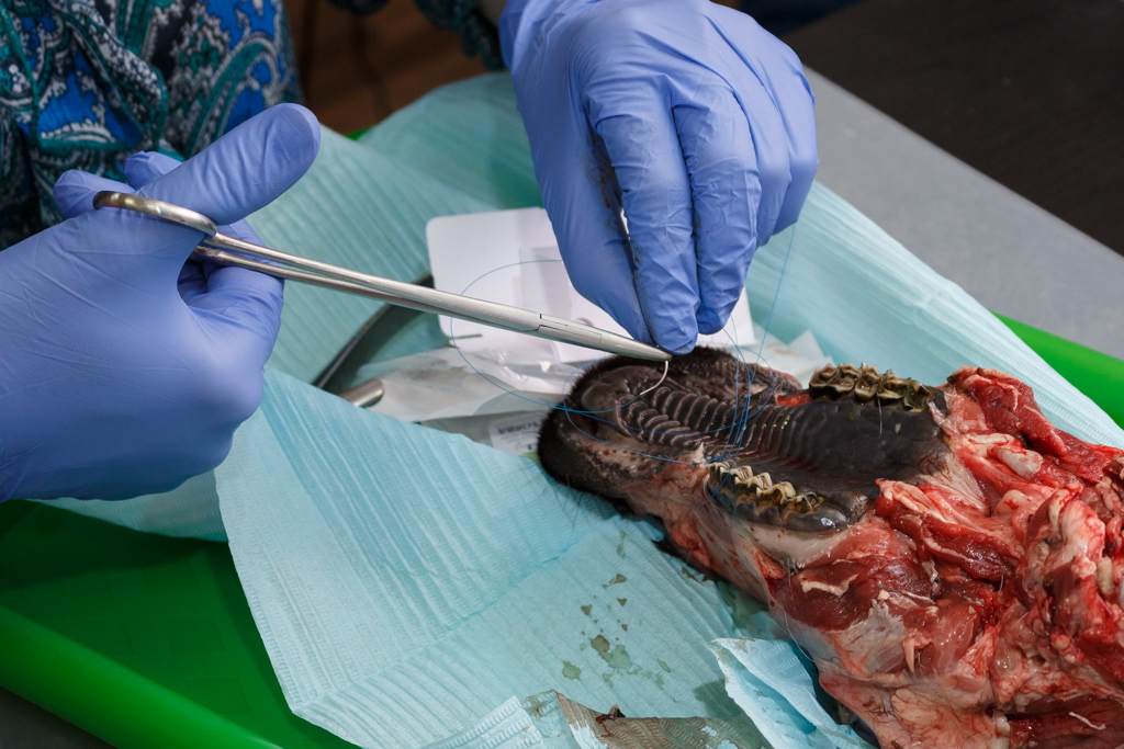 Атравматичное удаление зубов и методики наложения швов