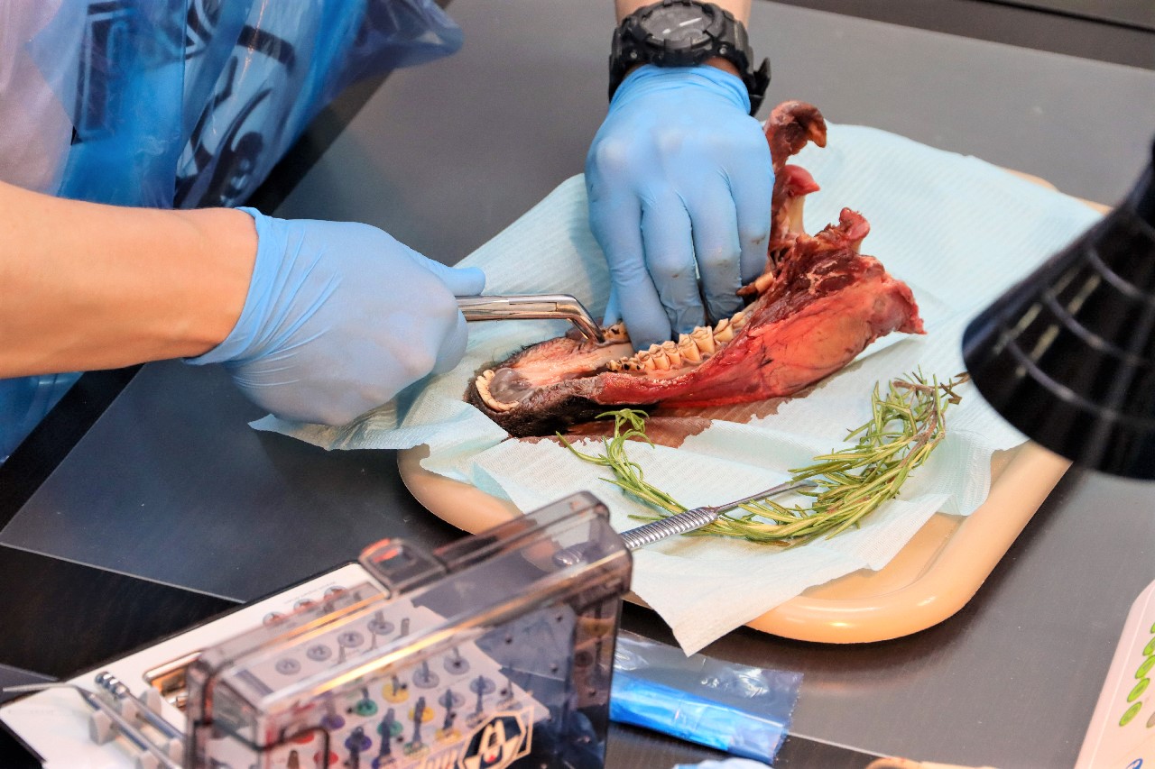 Одномоментная имплантация и немедленная нагрузка