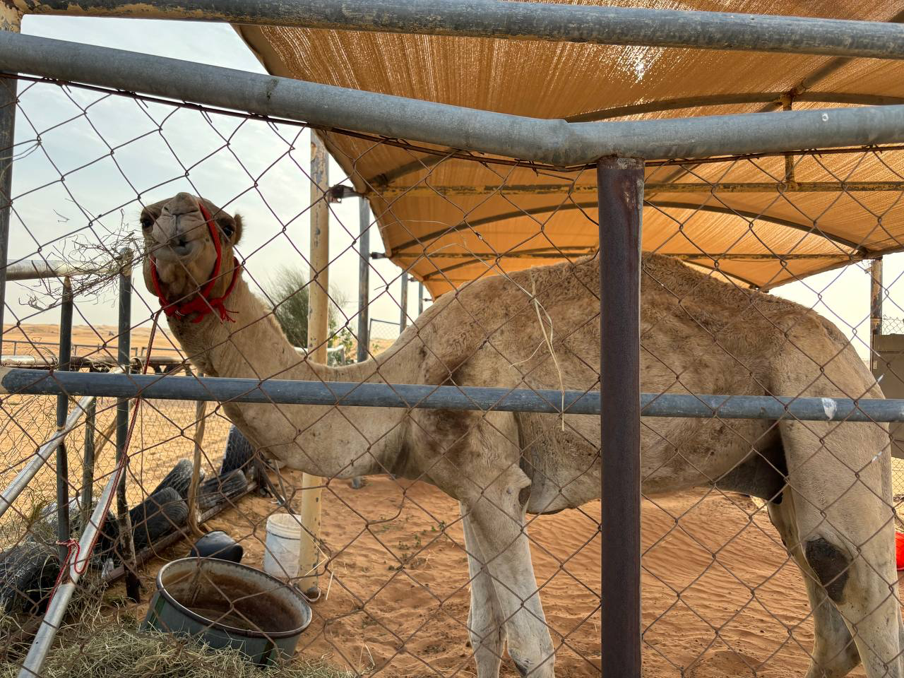 Деловая программа Дентал Гуру в ОАЭ 2024. Пост-релиз