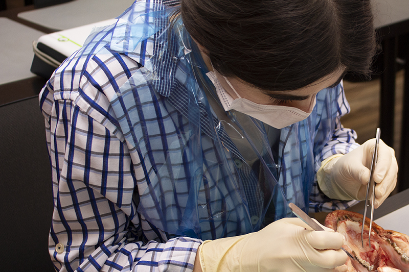 Пластика мягких тканей вокруг имплантатов. Морфологический подход - курс Виталия Панцулаи в УЦ Дентал Гуру.