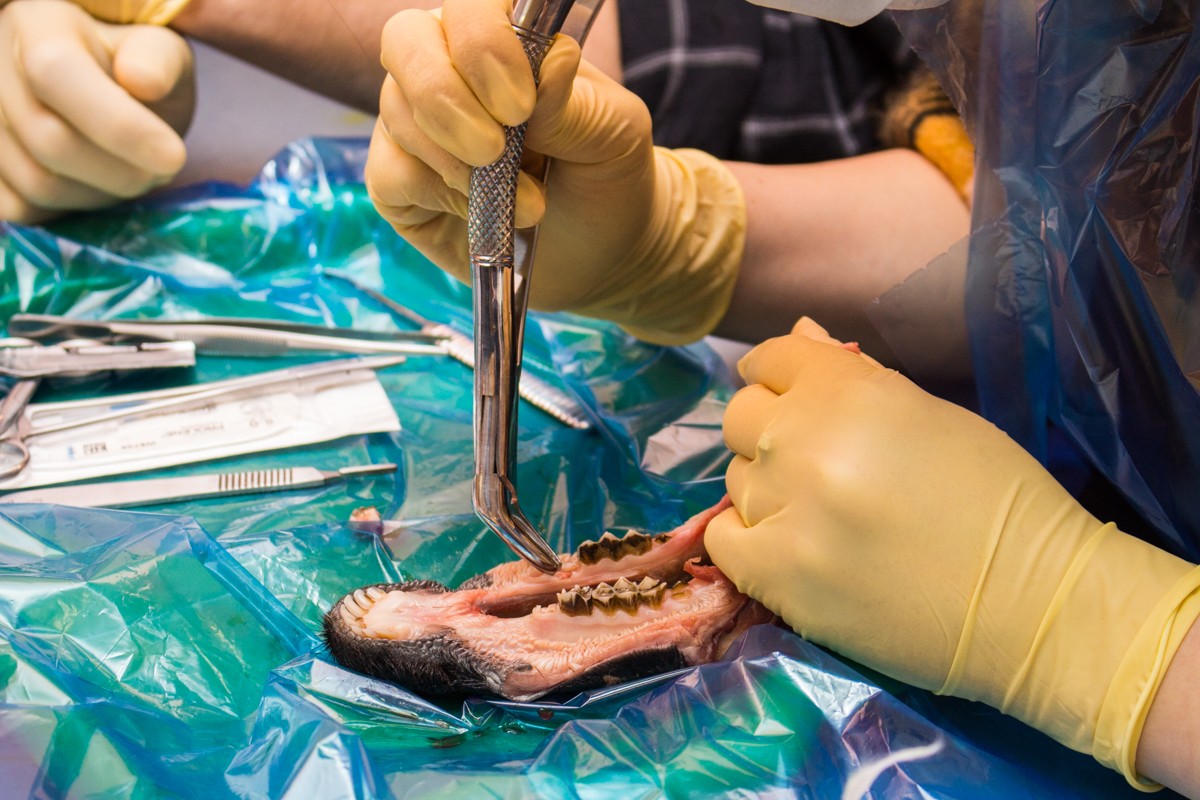 21 ноября 2019: курс Камиля Наильевича Хабиева «Атравматичное удаление зубов и методики наложения швов».