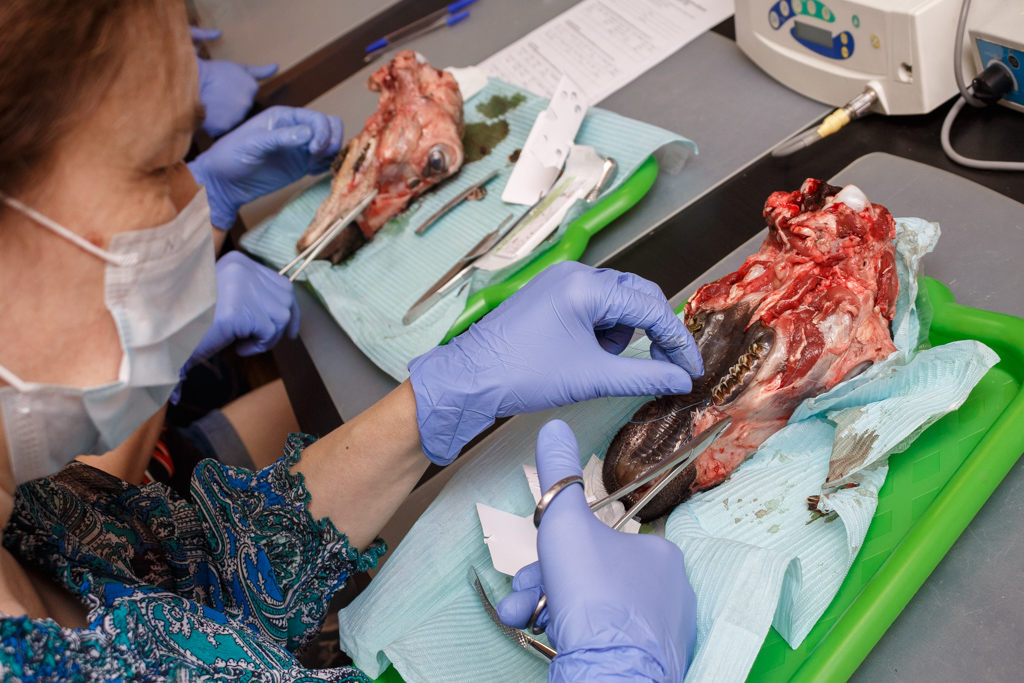 Атравматичное удаление зубов и методики наложения швов