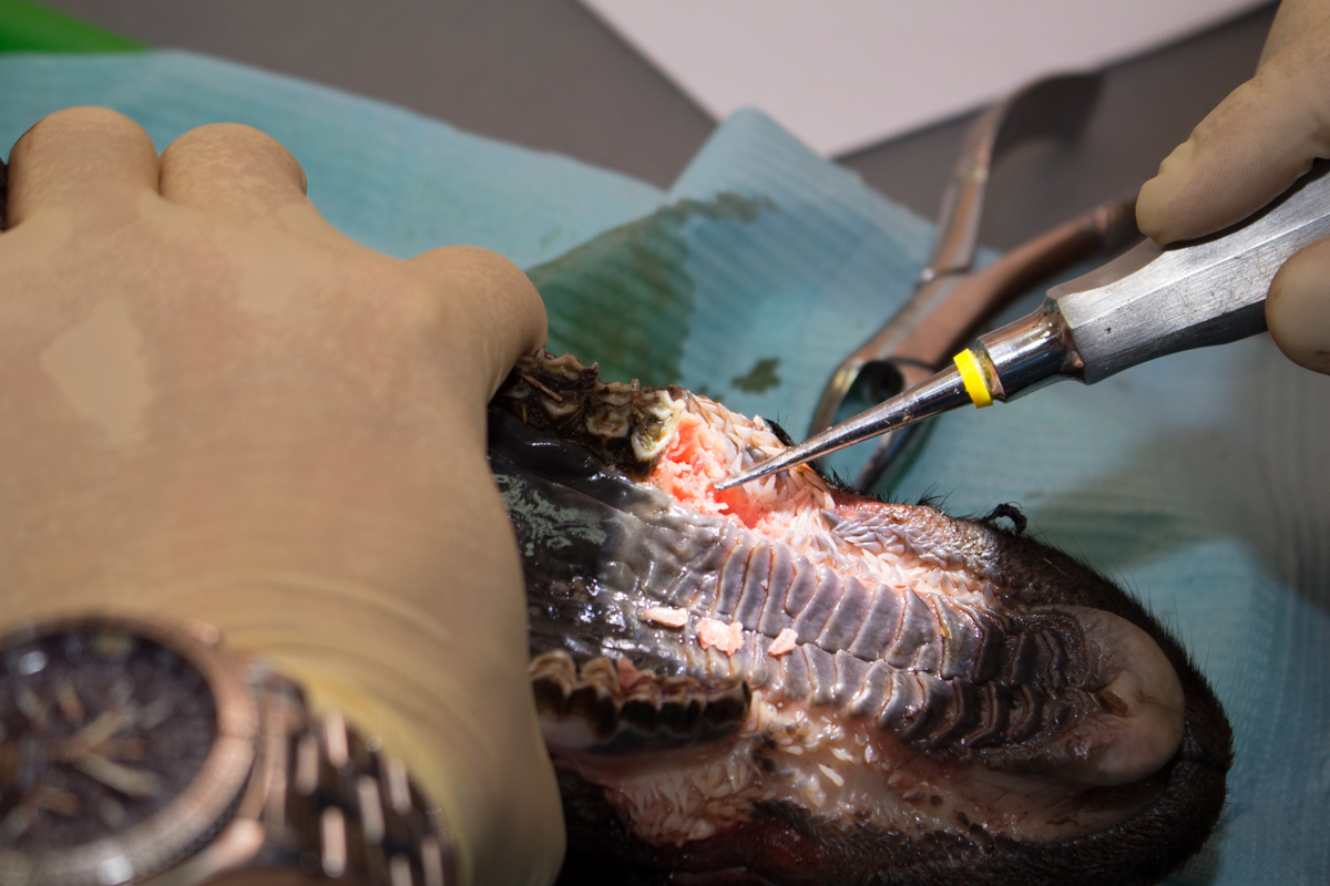 Одномоментная имплантация и немедленная нагрузка. 3 февраля 2020