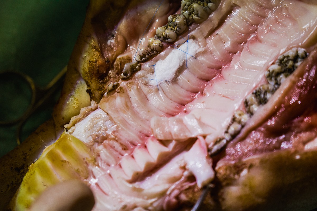 Пластика мягких тканей вокруг имплантатов. Морфологический подход - курс Виталия Панцулаи в УЦ Дентал Гуру.