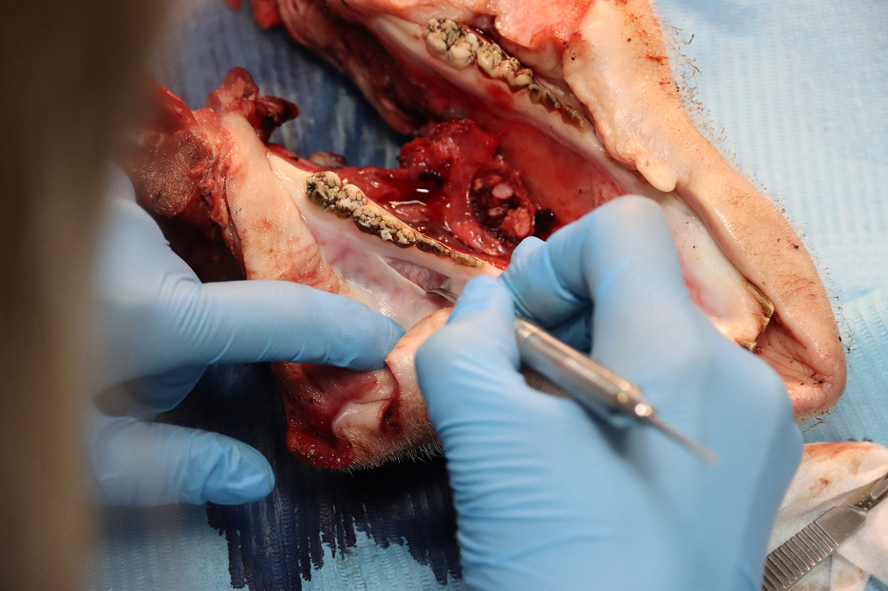 Продвинутый курс по пластике мягких тканей