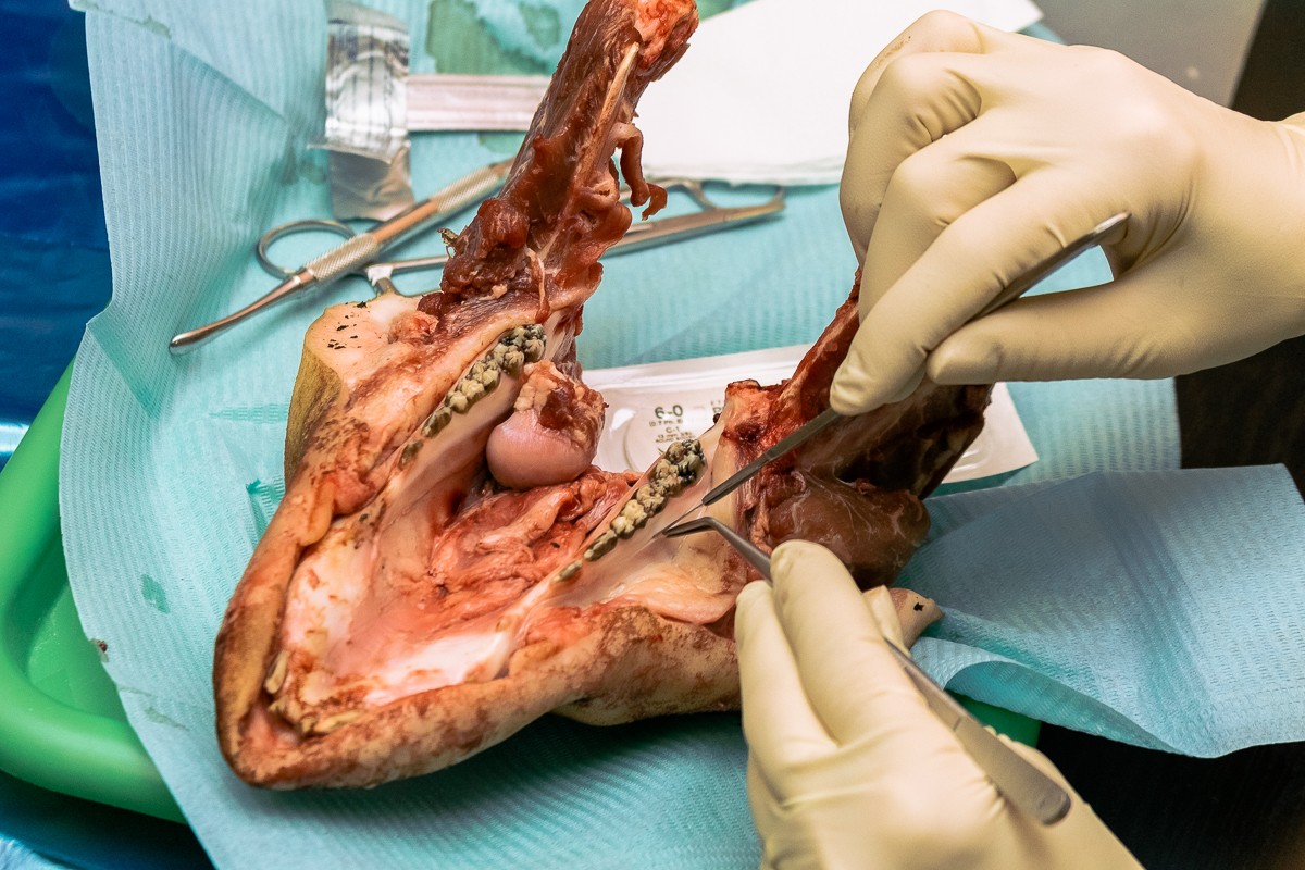 Пластика мягких тканей вокруг имплантатов. Морфологический подход - курс Виталия Панцулаи в УЦ Дентал Гуру.