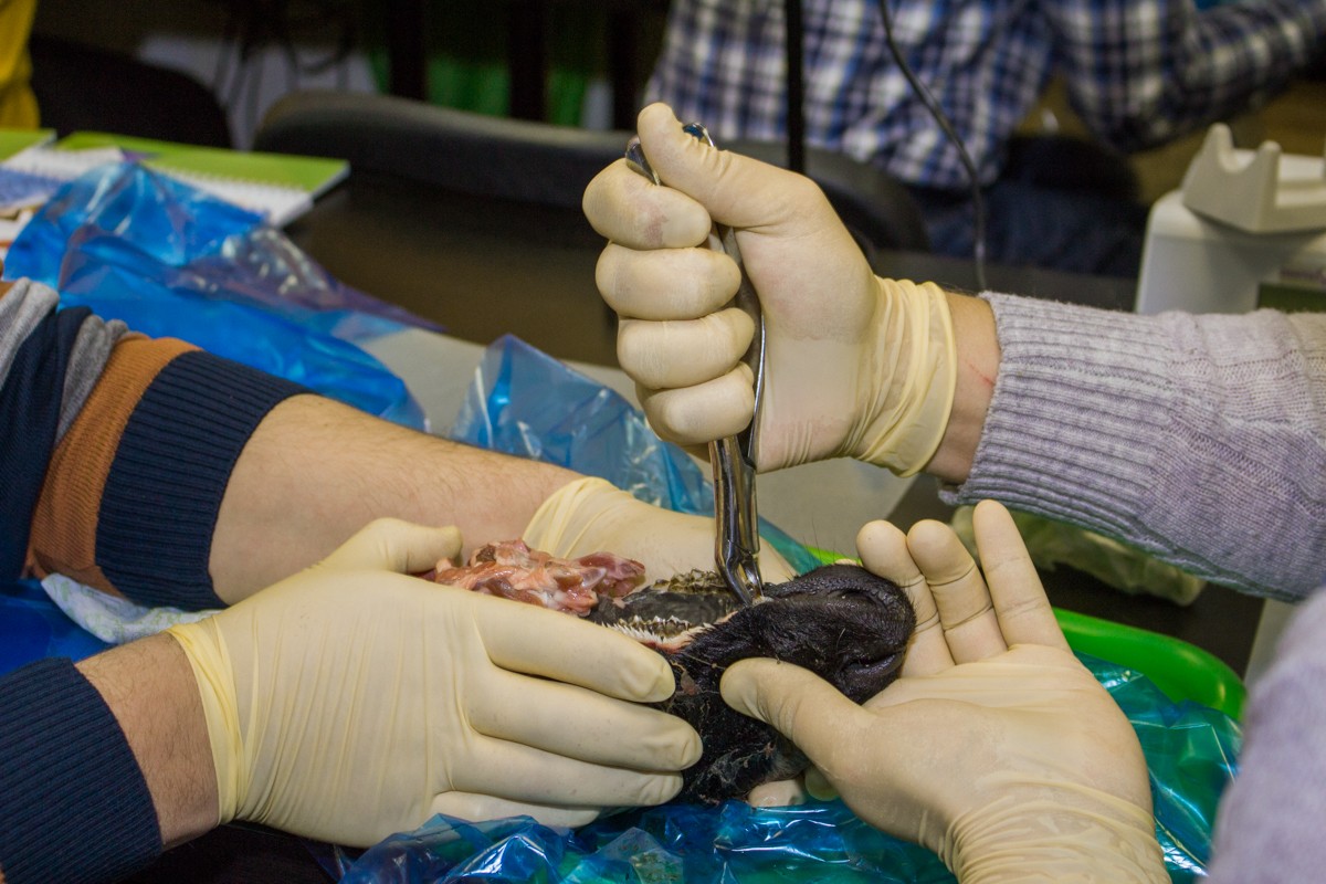 21 ноября 2019: курс Камиля Наильевича Хабиева «Атравматичное удаление зубов и методики наложения швов».