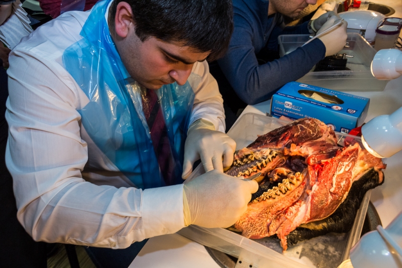 Продвинутый курс по имплантации. Костная пластика