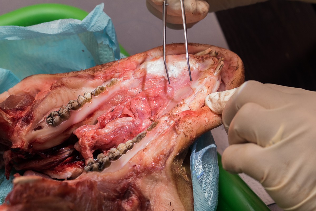 Пластика мягких тканей вокруг имплантатов. Морфологический подход - курс Виталия Панцулаи в УЦ Дентал Гуру.