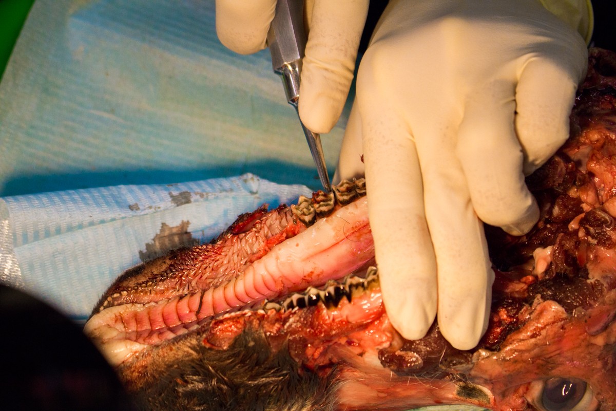 Одномоментная имплантация и немедленная нагрузка. 3 февраля 2020