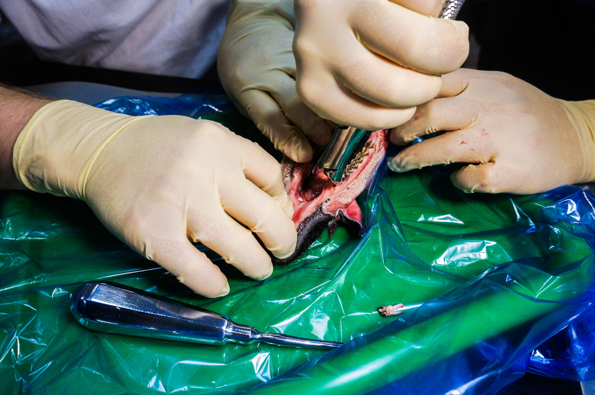 Атравматичное удаление зубов и методики наложения швов. 17 августа 2019г.