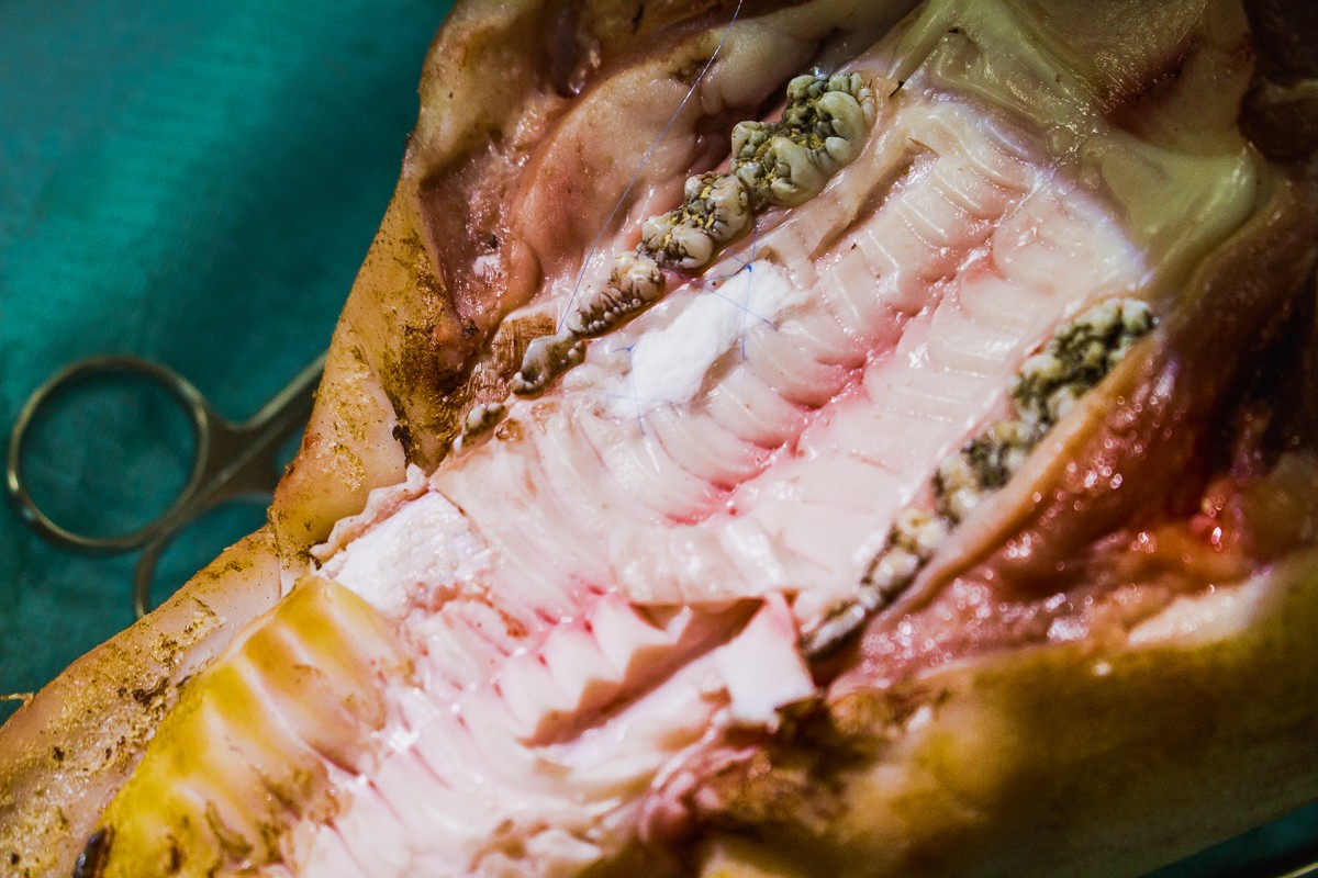 Пластика мягких тканей вокруг имплантатов. Морфологический подход - курс Виталия Панцулаи в УЦ Дентал Гуру.