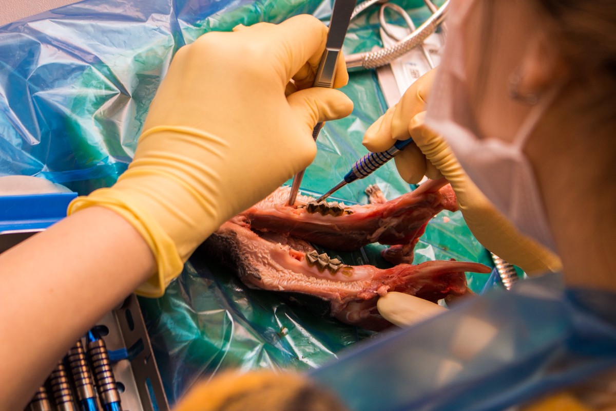 21 ноября 2019: курс Камиля Наильевича Хабиева «Атравматичное удаление зубов и методики наложения швов».