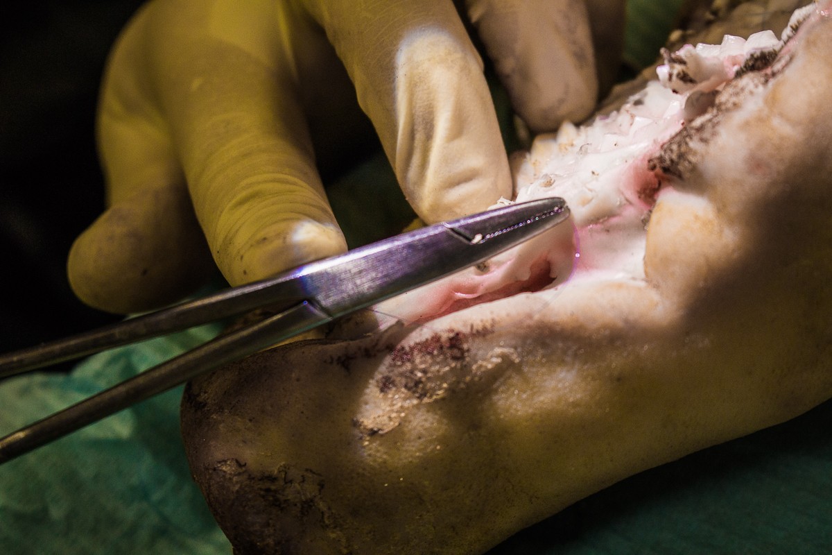 Пластика мягких тканей вокруг имплантатов. Морфологический подход - курс Виталия Панцулаи в УЦ Дентал Гуру.