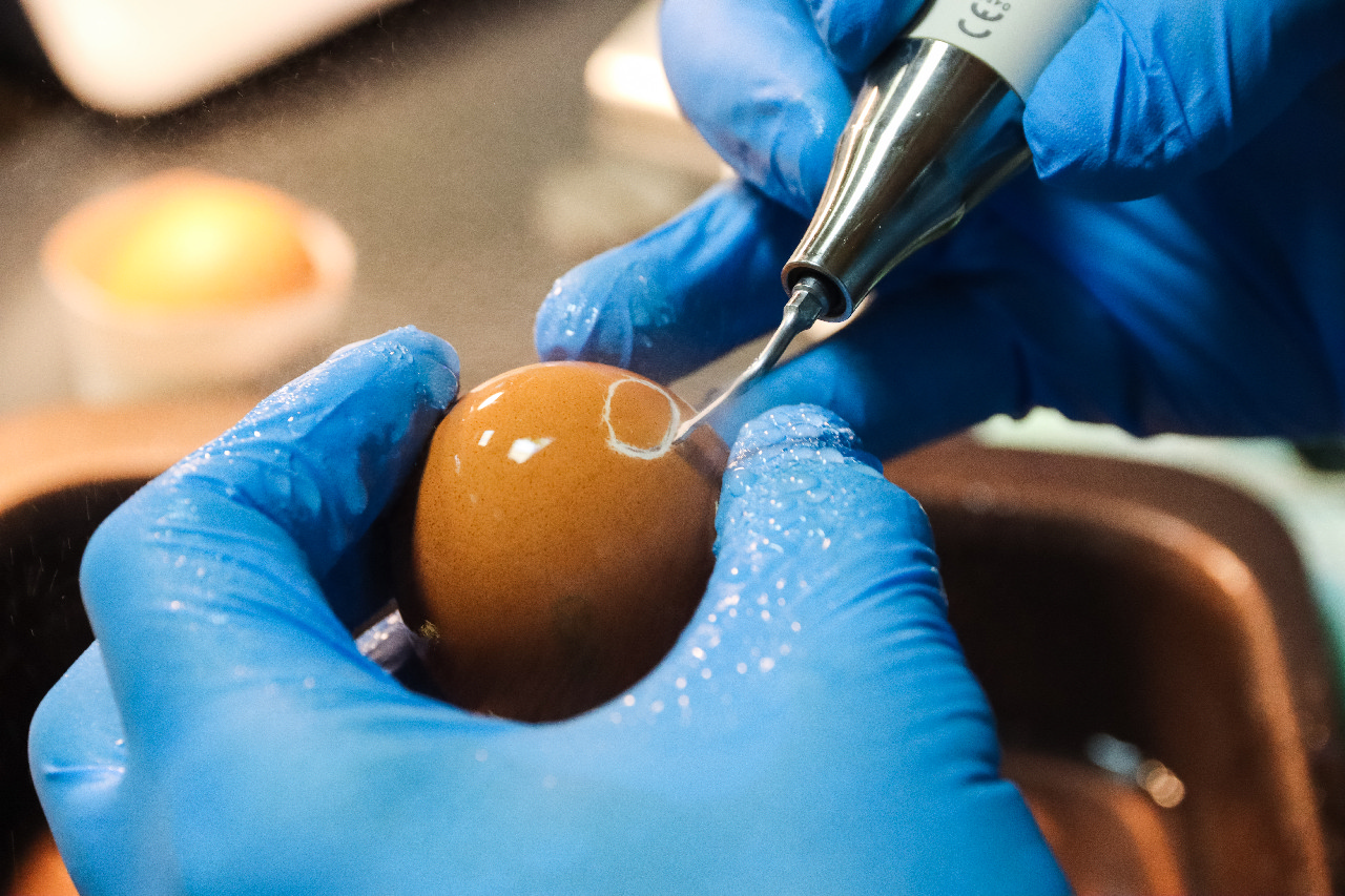 Продвинутый курс по имплантации. Костная пластика и синус-лифтинг