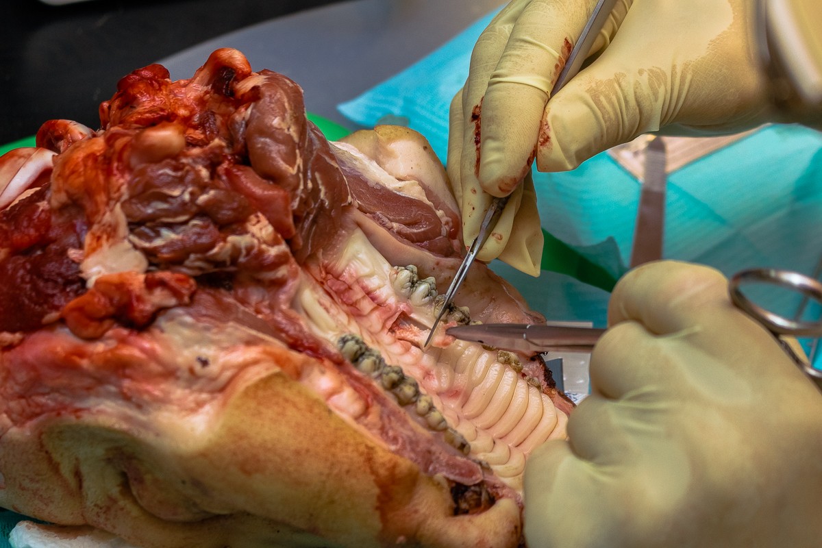 Пластика мягких тканей вокруг имплантатов. Морфологический подход - курс Виталия Панцулаи в УЦ Дентал Гуру.