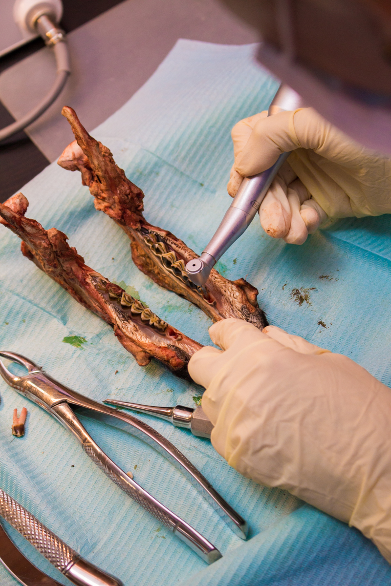 Одномоментная имплантация и немедленная нагрузка. 3 февраля 2020