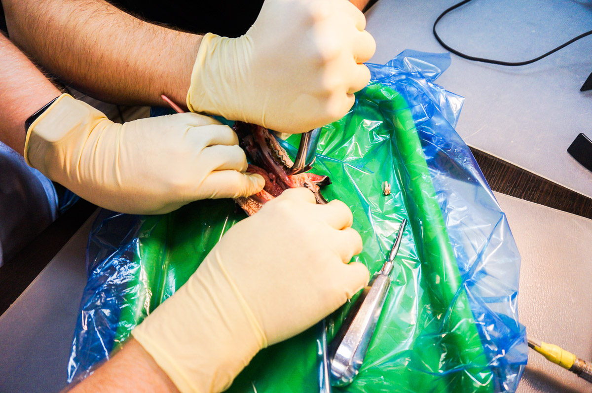 Атравматичное удаление зубов и методики наложения швов. 17 августа 2019г.