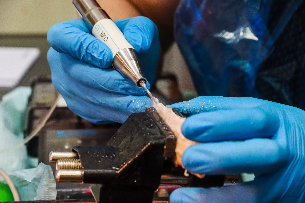 Продвинутый курс по имплантации. Костная пластика и синус-лифтинг