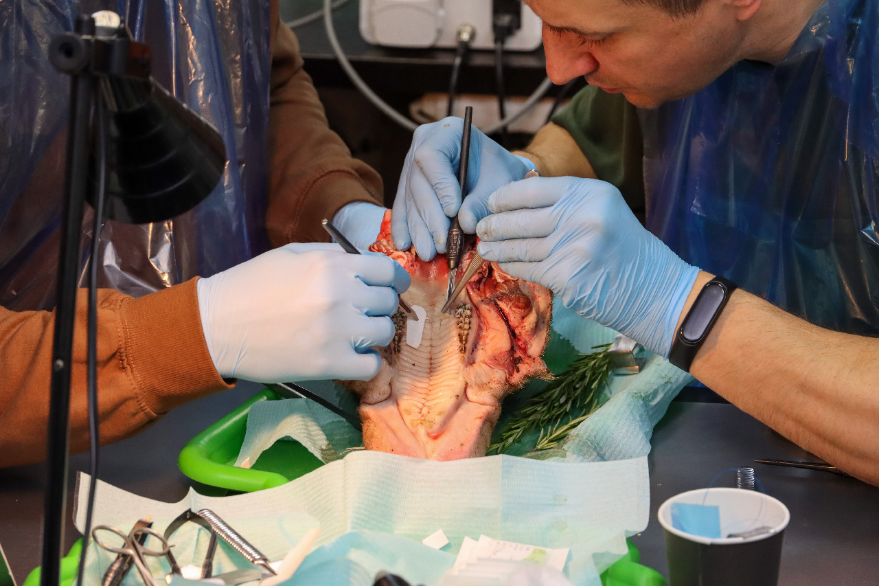 Пластика мягких тканей вокруг имплантатов. Морфологический подход. Пост-релиз 15-16 сентября