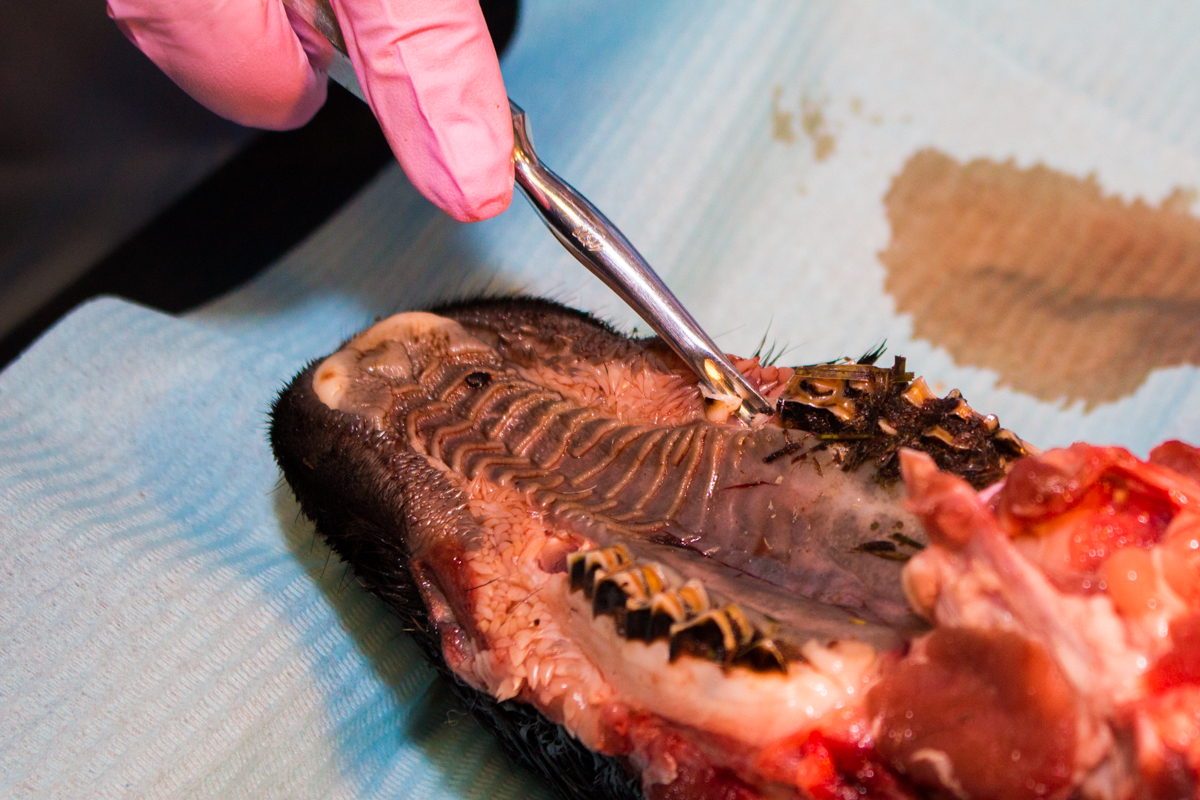 Одномоментная имплантация и немедленная нагрузка. 3 февраля 2020